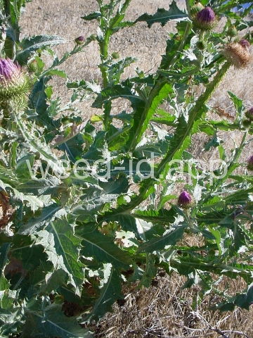 thistle, Scotch
